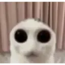 :cat_alien: